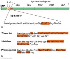 Tryptophan operon leader sequence and codons