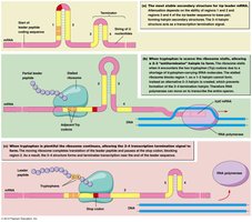 Attenuation mechanism in the tryptophan operon