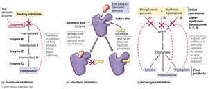 Feedback inhibition and isoenzyme regulation