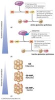 Post-translational modification of glutamine synthetase