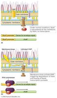 Sigma factor regulation by anti-sigma factors
