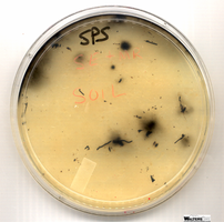 SPS agar plate with black colonies from soil