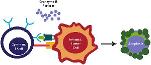 Cytotoxic T cell inducing apoptosis in infected cell