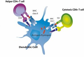 Dendritic cell presenting antigens to helper and cytotoxic T cells