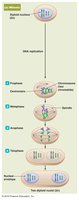 Diagram of mitosis