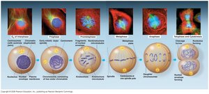 Stages of mitosis with micrographs and diagrams