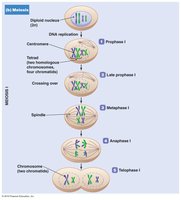 Diagram of meiosis