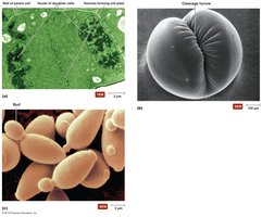 Types of cytoplasmic division