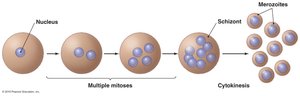 Schizogony in protozoa