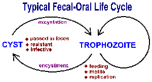 Typical fecal-oral life cycle of protozoa