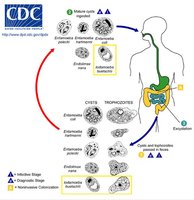 CDC diagram of protozoan life cycle