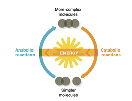Anabolic and catabolic reactions cycle