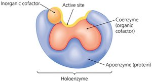 Holoenzyme structure