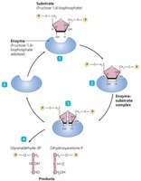 Enzyme-substrate complex formation