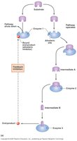 Feedback inhibition pathway