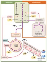Overview of cellular respiration and fermentation
