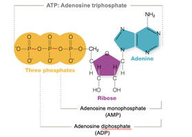 Oxidation and reduction reactions