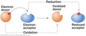 NADH and NAD+ redox reactions