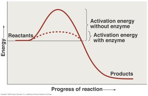 Activation energy with and without enzyme
