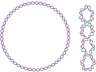 Relaxed and supercoiled DNA