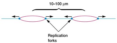 Multiple replication forks in eukaryotic DNA