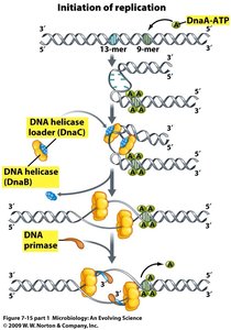 Initiation of DNA replication at oriC