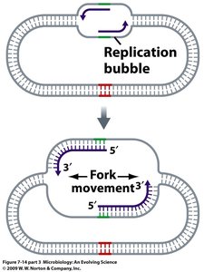 Replication bubble and fork movement