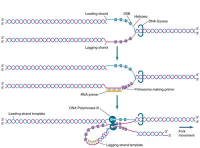 Leading and lagging strand synthesis
