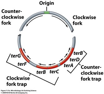 Ter sites and fork traps in E. coli chromosome