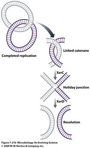 Resolution of linked catenanes after replication