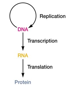 Central dogma: DNA to RNA to protein