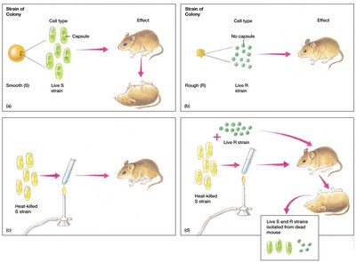 Griffith's transformation experiment with mice and bacterial strains