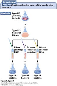 Avery, MacLeod, and McCarty experiment showing DNA as the transforming principle