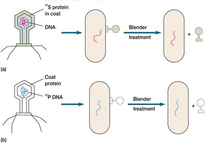 Hershey-Chase experiment with labeled phage DNA and protein