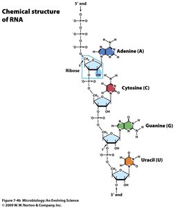 Chemical structure of RNA
