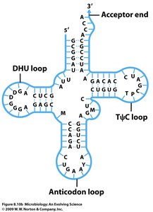 tRNA cloverleaf structure
