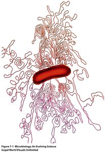 Highly compacted bacterial chromosome