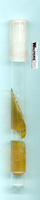 TSI slant showing sucrose/lactose fermentation with gas