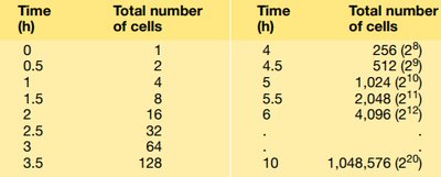 Table of cell numbers over time during exponential growth