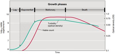 Growth phases in batch culture
