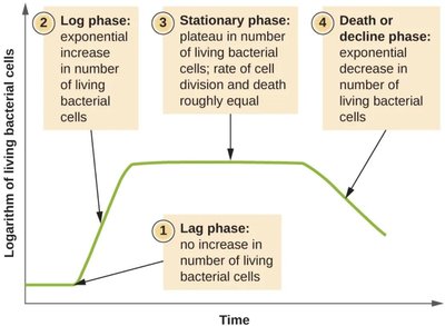Growth curve with lag, log, stationary, and death phases