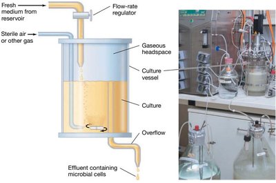 Chemostat setup and operation