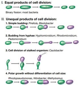 Equal and unequal products of cell division in bacteria