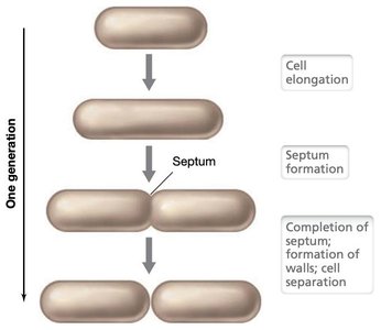 Binary fission steps: elongation, septum formation, cell separation