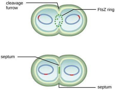 FtsZ ring and septum formation in bacterial cell division
