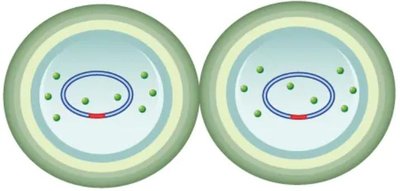Completion of septum and cell separation
