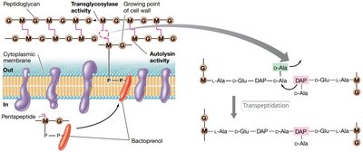 Peptidoglycan biosynthesis and cross-linking