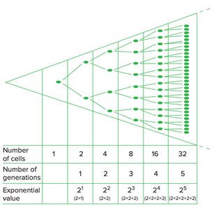 Exponential growth model and generations