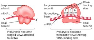 Assembled ribosome and tRNA-binding sites