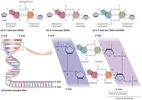 Structure of nucleic acids and base pairing